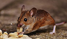 24 Hour & Emergency Exterminators in Taos Ski Valley, NM